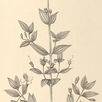 92. Tibouchina axillaris.
