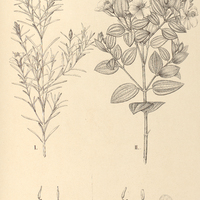 93. Tibouchina I. angustifolia, II. Itatiaiae.