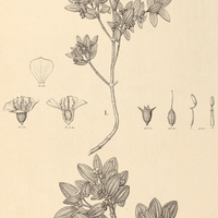 95. Tibouchina I. minutiflora, II. cinerea.