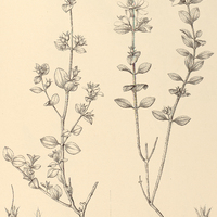 96. Comolia I. Amazonica, II. veronicaefolia.