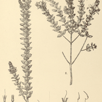 97. Comolia I. sessilis, II. violacea.