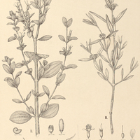 98. Comolia I. stenodon var. major, II. C. vernicosa.