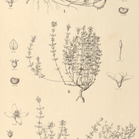 99. Fritzschia I. integrifolia, II. erecta, III. anisostemon.