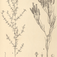 100. Marcetia I. canescens, II. Gardneri.