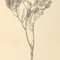 101. Marcetia disticha.