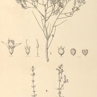 102. Marcetia I. Glazioviana, II. gracillima.