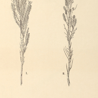 103. Marcetia I. fastigiata, II. var. imbricata.