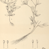 104. Aciotis I. dichotoma, II. Martiana.
