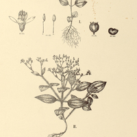105. Aciotis I. Amazonica, II. aequatorialis.