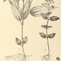 106. Aciotis I. longifolia, II. dysophylla.