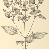 107. Aciotis acutiflora.