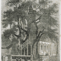 Le Chêne d'Allouville en 1854