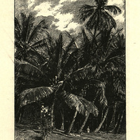 Cayenne : promenade des cocotiers