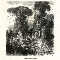 Entrée du Madeira