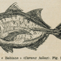 « Babiane » ( Caranx fallax )