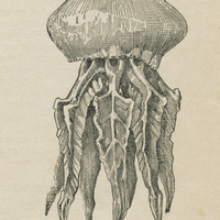 Galère ou méduse ( Rhizostome de Cuvier )