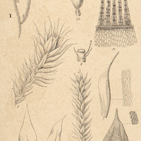 1. I. Grimmia julacea