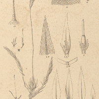 1. II. Mielichhoferia brevicaulis.