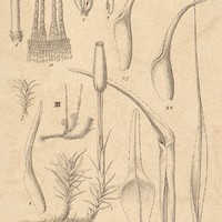1. III. Holomitrium Olfersianum.