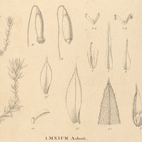 2. I. Mnium Auberti.