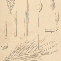 2. II . Fissidens flabellatus.