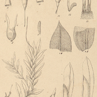 2. III. Fissidens serrulatus.