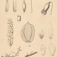 3. III. Hookeria Martiana.