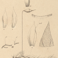 3. IV. Hookeria Olfersiana.