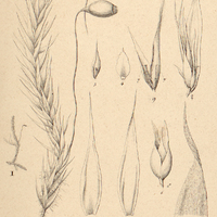 4. I. Hypnum Beyrichii.