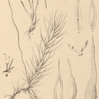 4. II. Hypnum papillosum.