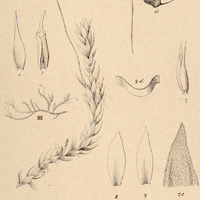 4. III Hypnum microcarpum.