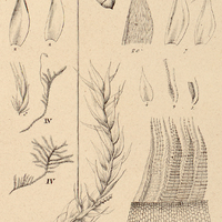 4. IV. Hypnum urceolatum.