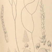 5. Lycopodium I. quadrangulare, II fontinaloides.