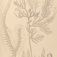6. Selaginella amazonica.