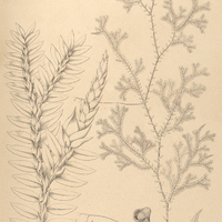 7. Selaginella marginata.