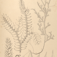 8. Selaginella stellata.