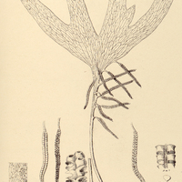9. Ophioglossum palmatum.