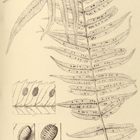 10. Marattia Verschaffelliana
