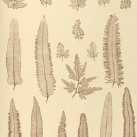 14. 1.2.3.4.5s. Lygodium venustum. 6s. L. palmatilobum. 7.8s L. lucens. 9s. L. mucronulatum. 10s…