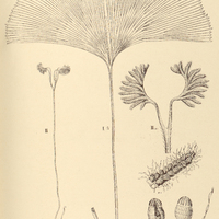 15. Schizaea I. spectabilis, II. fheminensis.