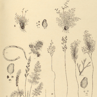 16. Aneimia I. elegans, II. tenuifolia. III. Millefolium. IV. dichotoma.
