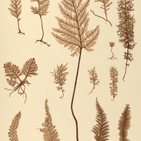 18. 1i. Trichomanes emarginatum. 2i. T. eximium. 3s. T. reptaus. 4s. T. muscoides. 5s. T…