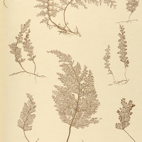 19. 1.2 s. Hymenophyllum elegans. 3s. H. polyanthos. 4s. H. ciliatum. 5s H. birsutum. 6.7i H…
