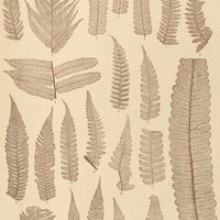 20. 1. 2. Cyathea Gardneri. 3. 4. C. arborea. 5. 6. Alsophila aspera. 7. 8. Dicksonia cicutaria. 9…