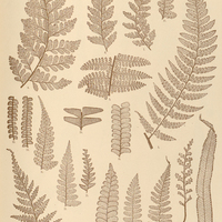21. 1–3. Dicksonia cicutaria. 4. 5. D. rubiginosa. 6 — 8. Davallia inaequalis. 9. D. inaeq. var…
