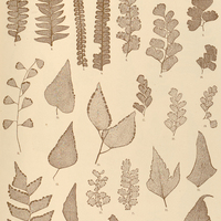22. 1. Lindsaea trapeziformis var. laxa. 2. L. tr. var. arcuata. 3. 4. L. guianensis. 5. 6…