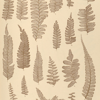 23. 1. 2. Adiantum pectinatum. 3. 4. A. brasiliense. 5. 6. A. polyphyllum 7. 13. A. tetraphyllum. 8…