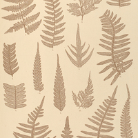 24. 1. 2. Hypolepis repens. 3. 10. Pteris leptophylla. 4. 8. 14. Pt. quadriaurita. 5—7. Pt. deflexa…