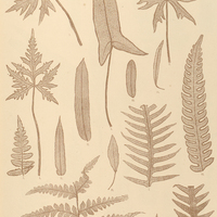 25. 1 2. Pteris palmata. 3. Pt. sagittifolia. 4. Pt. pedata. 5. 6. Pt. incisa. 7—9. Pt. decurrens…