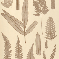 26. 1. 2. Pteris propinqua. 3. Pt. brasiliensis. 4. Pt. decurrens. 5—7. Blechnum brasiliense. 8. 9…